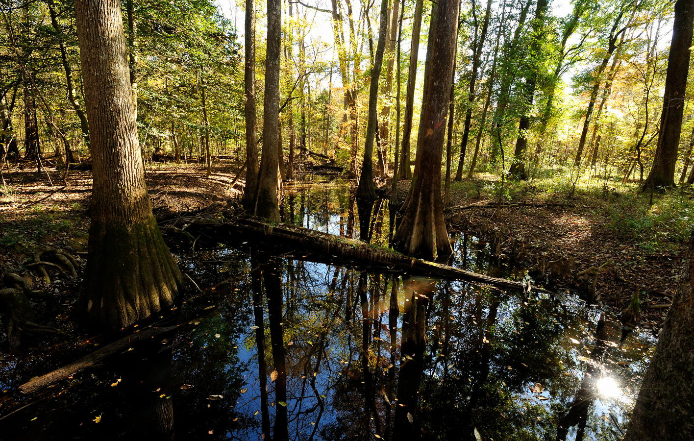 South Carolina [14 mm, 1/30 sec at f / 14, ISO 800]